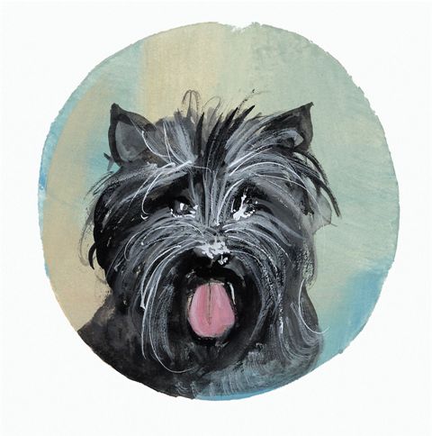 Cairn Terrier - Artist Proof